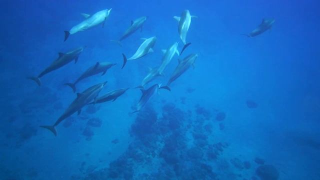 Healing music with the voices of dolphins. Лечебная музыка с голосами дельфинов. смотреть онлайн