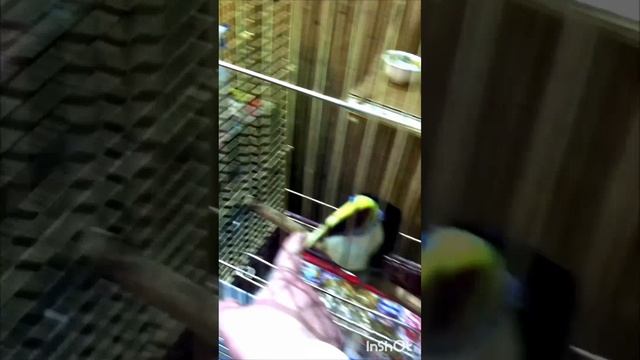 Тукан птица тропических лесов. смотреть онлайн