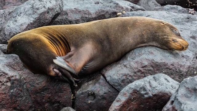Área de protección de flora y fauna Cabo San Lucas смотреть онлайн