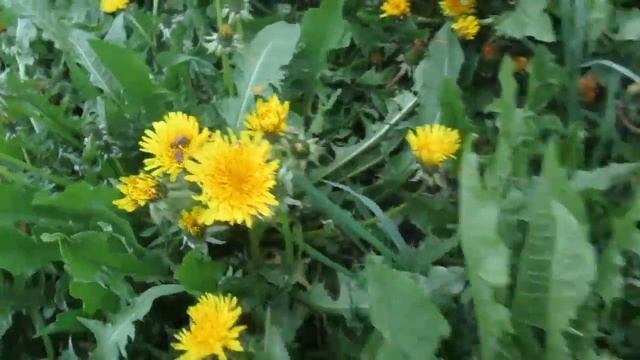 БЕДА НА ПАСЕКЕ! смотреть онлайн