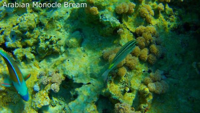 Arabian Monocle Bream (Scolopsis ghanam) Ghanam spinecheek смотреть онлайн