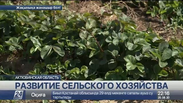 Спрос на натуральную продукцию вырос в Актюбинской области смотреть онлайн