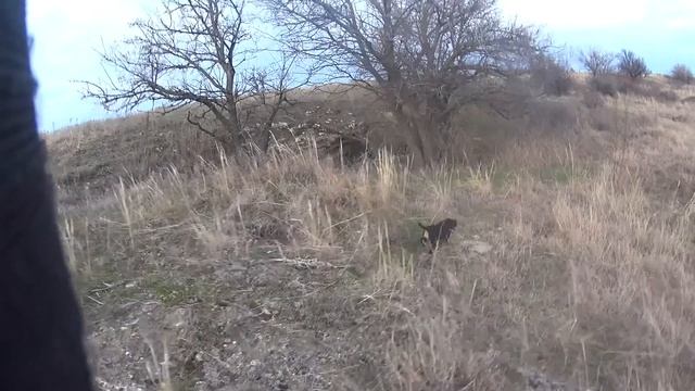 Ягдтерьер видео.#СтепнаяТропа смотреть онлайн