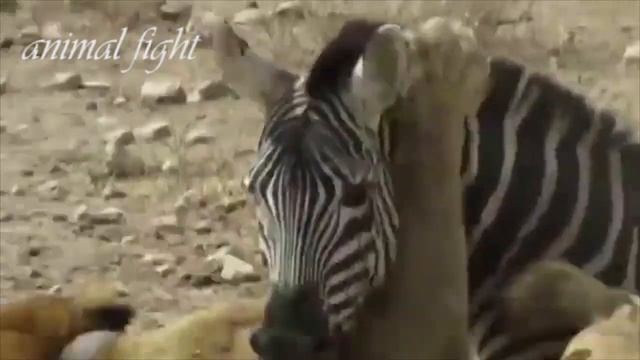 Lion Vs Zebra-lion Vs Zebra Vs Crocodile-lion Vs Zebra Fight-lions