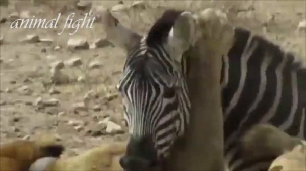 Lion vs Zebra-lion vs zebra vs crocodile-lion vs zebra fight-lions