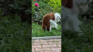 Той пудель микро из Кита! ВЯЗКА МОСКВА