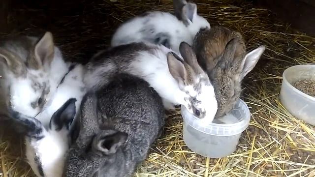 Кролики 24,03,2021г смотреть онлайн