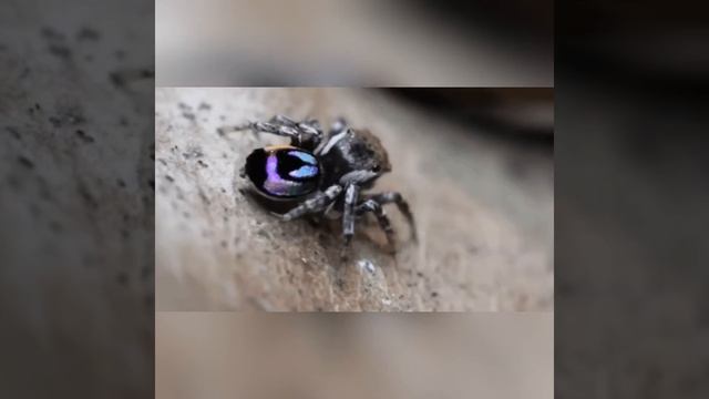 K4SYADE - UNTRUSTWORTHY [PROD. 27CORAZONES] [ spider edit ] 🕷 смотреть онлайн