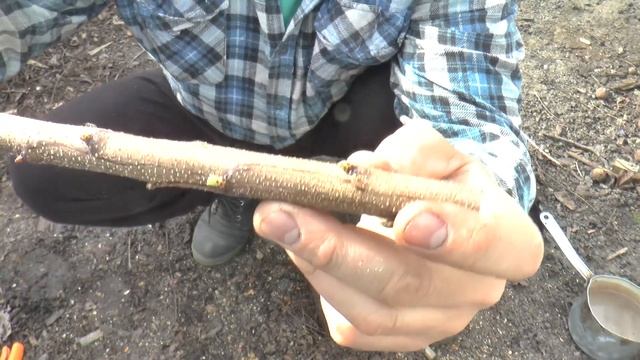 ПРИВИВКА за КОРУ. Как прививать плодовые деревья. Самый простой способ прививки деревьев.