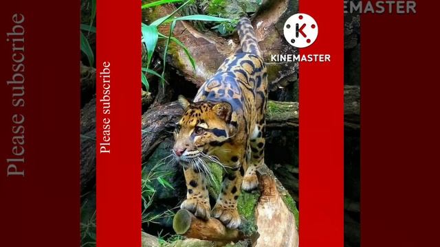 Amazing rare clouded leopard смотреть онлайн