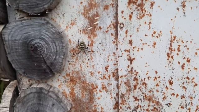 Ещё один крутой паук! смотреть онлайн