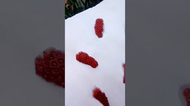 25.05.22 Семена клубники. Хроника, дача. смотреть онлайн