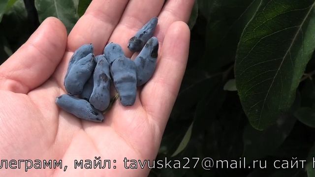 Мир живых форм