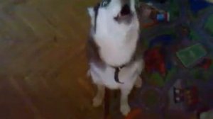 Собака поёт под Губную гармошку