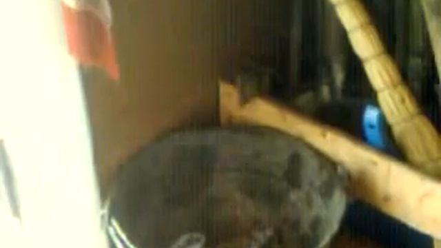 Бесстрашная мышь смотреть онлайн