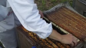 Три вида маточников