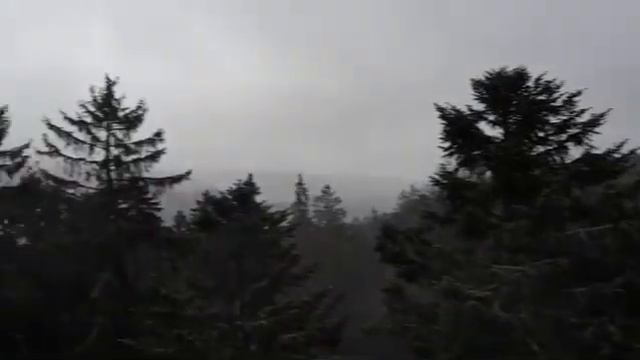 Real Black Forest смотреть онлайн