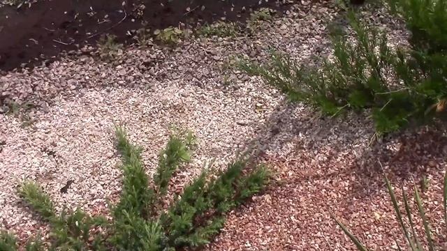 Троица. В гостях у Виктора и Татьяны. смотреть онлайн