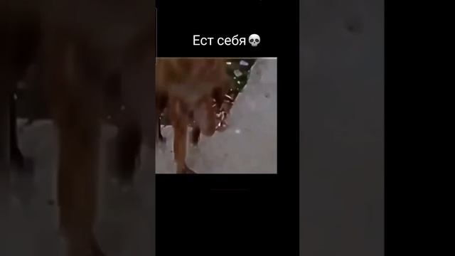 💀 смотреть онлайн
