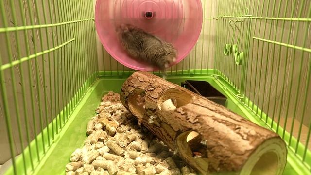 УЧУСЬ БЕЖАТЬ !!! смотреть онлайн