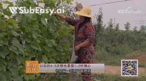 Виноградники Китая 《农广天地》 20180420 美人指葡萄种植技术 _ CCTV农业(SubEasy.ai)