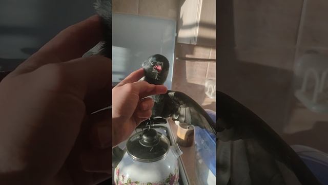 Галчонок Кеша принимает тепловые процедуры. смотреть онлайн