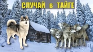 ВОЛЧЬЯ СТАЯ и СОБАКА ЛЕСНЫЕ ИСТОРИИ из ЖИЗНИ СУДЬБА в ТАЙГЕ ОТШЕЛЬНИК в ДЕРЕВНЕ ДОБЫЧА ОТНОШЕНИ