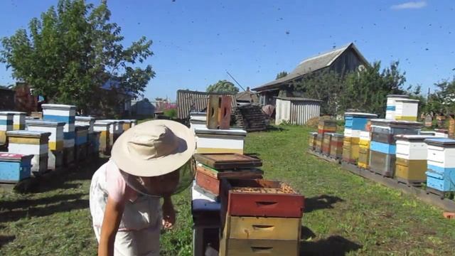 Снимаем мед. 2017 год. Альпийский улей. смотреть онлайн