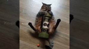 флешка из cs go ослепила кота