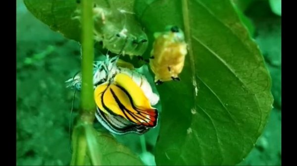 ผีเสื้อลอกคราบตัวที่ 1 (ไม่ตัด)