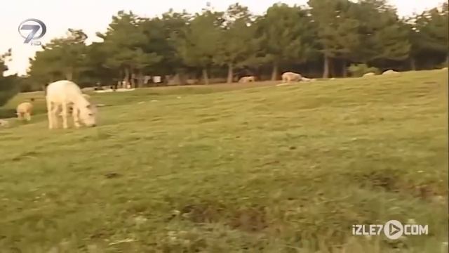 Şoray Uzun Yolda | Ege Bölgesi En Sevilen Sahneler 8