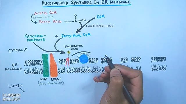 Phospholipid Synthesis in Endoplasmic Reticulum Membrane смотреть онлайн