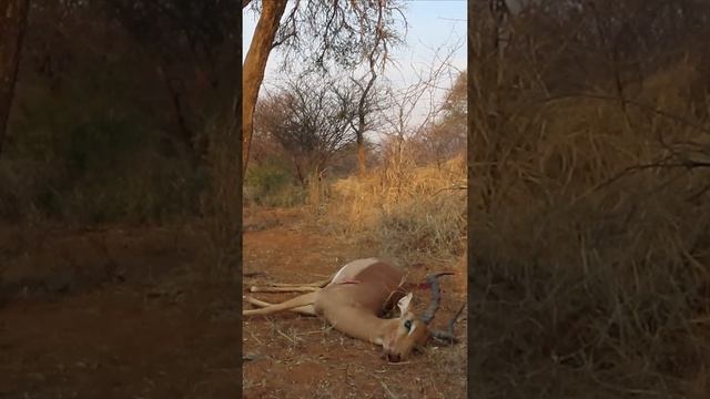 Recovery | Impala | Arrowhead Africa | #short | 9 смотреть онлайн