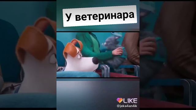 Когда в первие у ветерінара🙏 смотреть онлайн