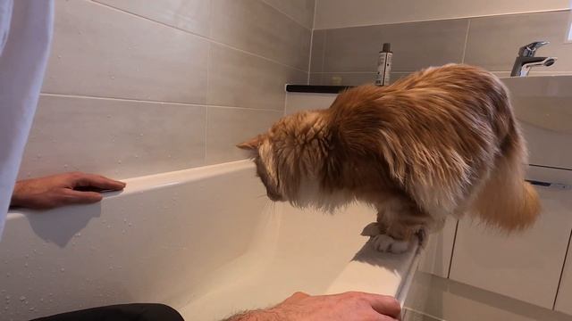 Cute Maine Coon has his first bath | Muffin the Maine Coon смотреть онлайн
