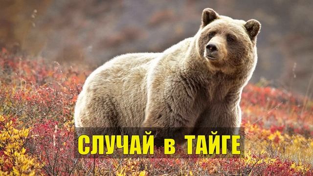 МЕДВЕДЬ и ТАЁЖНИКИ СЛУЧАЙ в ТАЙГЕ ЛЮДОЕД и ГЕОЛОГИ с НОЧЁВКОЙ ТАЙГЕ ИСТОРИИ из ЖИЗНИ в ЛЕСУ СЕР смотреть онлайн