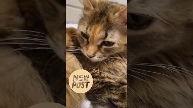 Недотрога #котики #котикитакиекотики #домашниеживотные смотреть онлайн