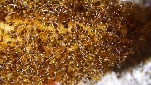Pheidole sinica bei der Apfelernte смотреть онлайн