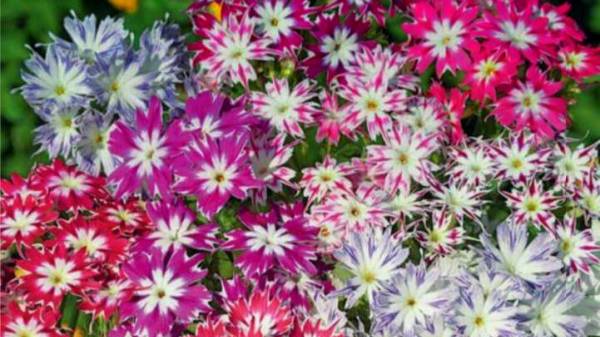 Флокс Друммонда - цветет все лето до самых заморозков!