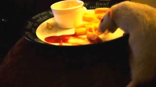 Pet Rat Che Licking Ketchup.AVI смотреть онлайн
