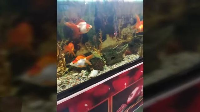 2019. г. Новый Уренгой. смотреть онлайн