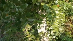 Что это (зизифус, унаби, китайский финик) Как вырастить в огороде.