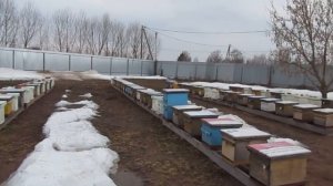 Выставка пчёл из зимовника 2019 год