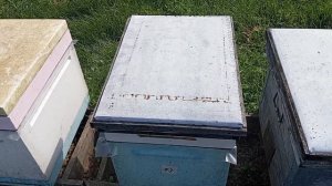 Замена в семье старой матки на молодую.