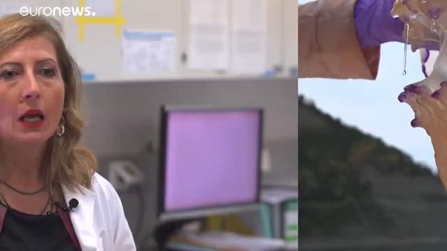 Quallen - eine neue Delikatesse in Europa? смотреть онлайн