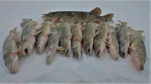 ЩУКИ К НОВОГОДНЕМУ СТОЛУ КЛЕВАЛИ БЕЗ АППЕТИТА И НЕКОТОРЫЕ ДАЖЕ С НАМИ ДОМОЙ ПОЕХАЛИ! С НАСТУПАЮЩИМ!