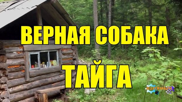 0960 - ВЕРНАЯ СОБАКА СПАСЛА ЖИЗНЬ _ МЕДВЕДЬ В ТАЙГЕ смотреть онлайн