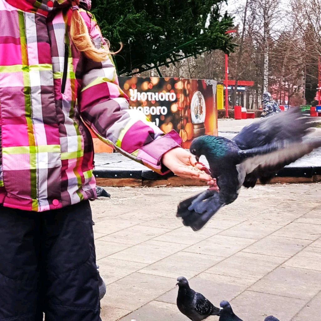 нг нг 🎄🌲🎄🌲