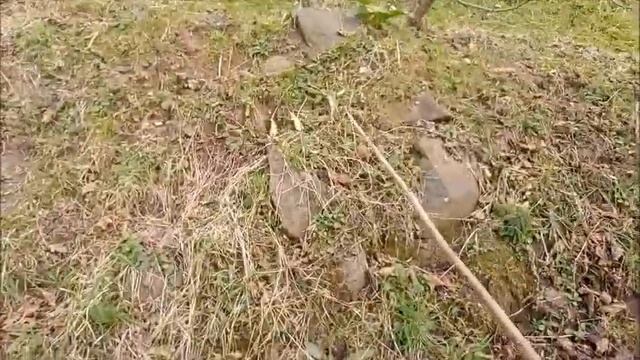 Fındıkta V Çit Dikim Sistemi смотреть онлайн