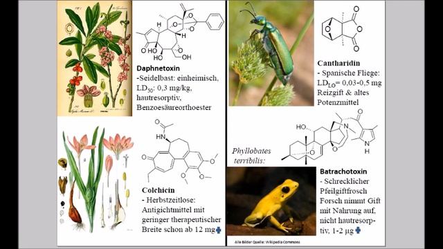 Vorlesung OC4-11 Bioorganische Chemie: Alkaloide (Einführung ), Psilocin ... смотреть онлайн